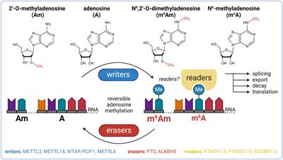 The role of m6A and m6Am RNA modifications in the pathogenesis of diabetes mellitus